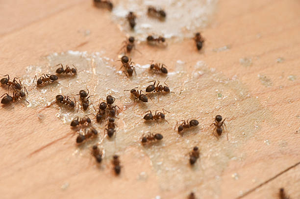 Best Bed Bug Extermination  in St Michaels, MD
