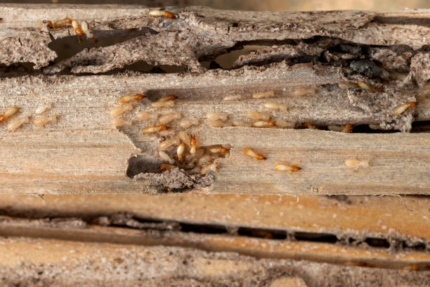 Bird Control in St Michaels, MD