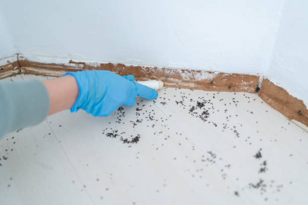 Best Pest Control Near Me  in St Michaels, MD