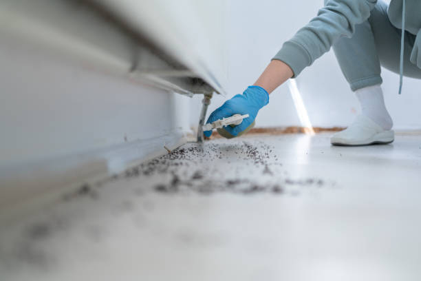 Best Rat Extermination Near Me  in St Michaels, MD